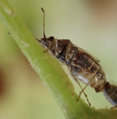 Nysius senecionis