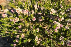 Thryptomene