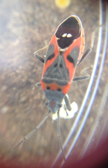 Lygaeus kalmii kalmii