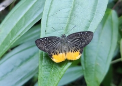 Mooreana trichoneura
