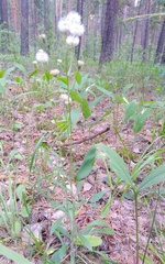 Erigeron acris podolicus