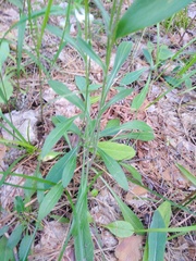 Erigeron acris podolicus