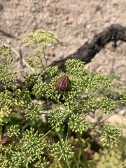 Graphosoma interruptum
