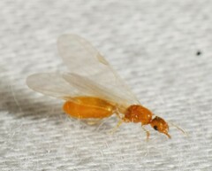 Solenopsis carolinensis