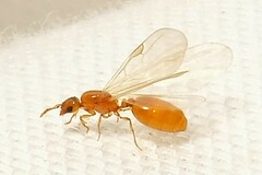 Solenopsis carolinensis