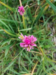 Castilleja lemmonii