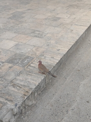 Streptopelia senegalensis