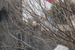 Streptopelia senegalensis