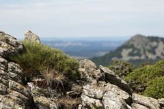 Cytisus oromediterraneus