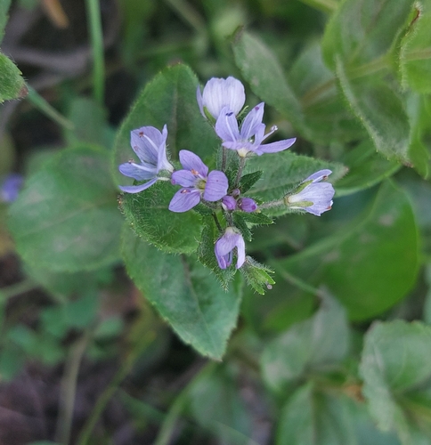 Image of Veronica stelleri by (c) Lena Perova, some rights reserved (CC BY)