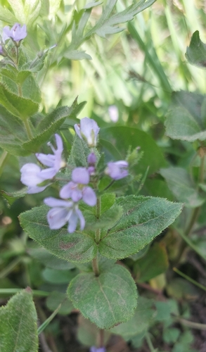 Image of Veronica stelleri by (c) Lena Perova, some rights reserved (CC BY)