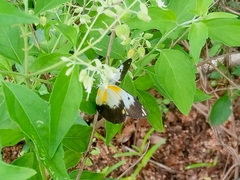 Belenois creona creona