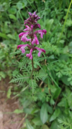 Image of Pedicularis chamissonis by (c) Lena Perova, some rights reserved (CC BY)