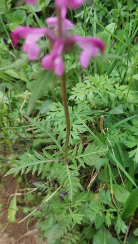 Image of Pedicularis chamissonis by (c) Lena Perova, some rights reserved (CC BY)