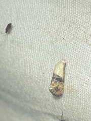 Eugnosta erigeronana