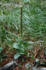 Lagotis integrifolia