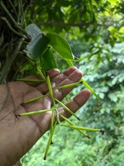 Phalaenopsis difformis difformis