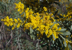 Acacia microbotrya