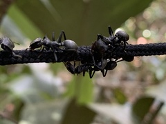 Cephalotes atratus