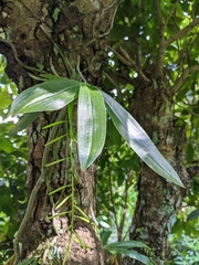 Phalaenopsis difformis difformis