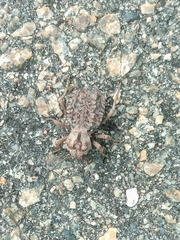 Phrynocolus dentatus