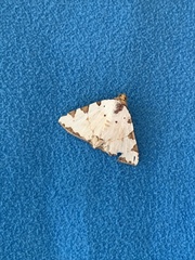 Eulepidotis testaceiceps