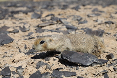 Spermophilus erythrogenys