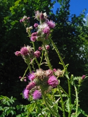 Carduus crispus