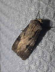 Agrotis clavis
