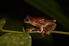 Dendropsophus marmoratus