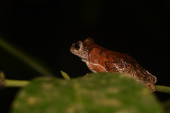 Dendropsophus marmoratus