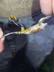 Dendropsophus marmoratus