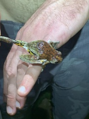 Dendropsophus marmoratus