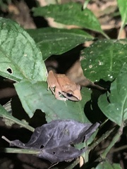 Pristimantis reichlei