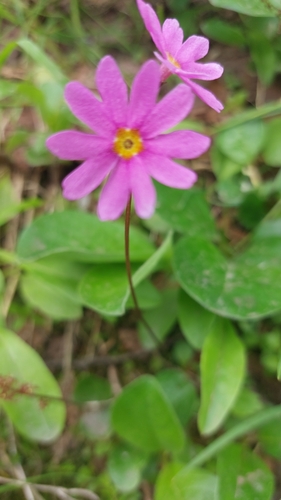 Image of Primula cuneifolia by (c) Lena Perova, some rights reserved (CC BY)