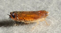 Scaphoideus luteolus