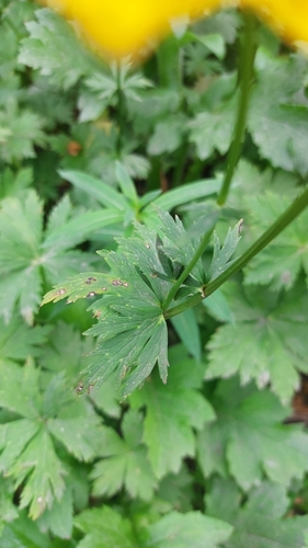 Image of Trollius riederianus by (c) Lena Perova, some rights reserved (CC BY)