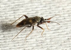 Spanagonicus albofasciatus