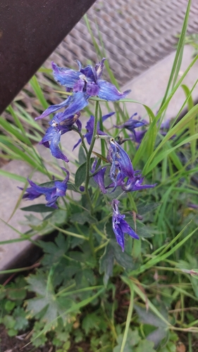 Image of Delphinium brachycentrum by (c) Lena Perova, some rights reserved (CC BY)