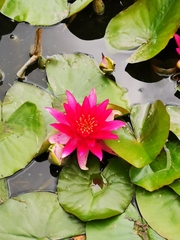 Nymphaea rubra