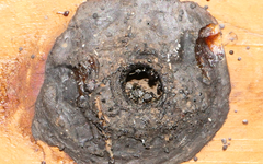 Tetragonula hockingsi