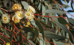 Eucalyptus oldfieldii