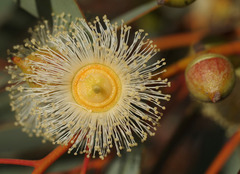 Eucalyptus oldfieldii