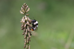 Bombus niveatus