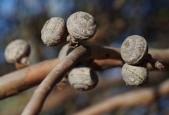 Eucalyptus oldfieldii