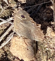 Hipparchia statilinus