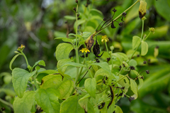 Wollastonia biflora