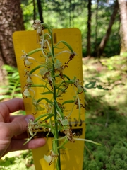 Platanthera orbiculata image