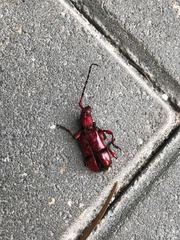 Dicelosternus corallinus