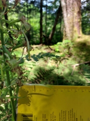 Platanthera orbiculata image